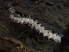 Arthrophaga myriapodina