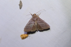Asta quadrilinea