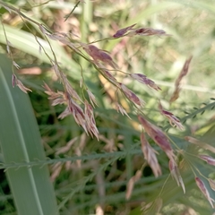 Sorghum halepense