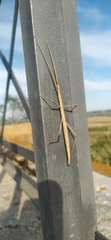 Clonopsis gallica