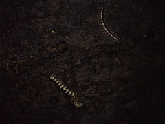 Arthrophaga myriapodina