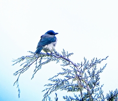 Aphelocoma woodhouseii