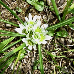 Ornithogalum sigmoideum