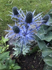 Eryngium amethystinum