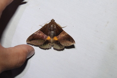 Bastilla fulvotaenia