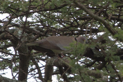 Streptopelia decipiens