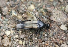 Macrosiagon pectinata