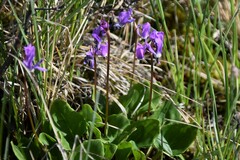 Primula frigida