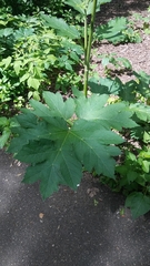 Heracleum maximum