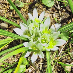 Ornithogalum sigmoideum