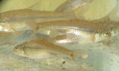 Notropis dorsalis