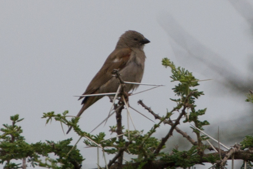 Swahili Sparrow (Passer suahelicus), photo 10