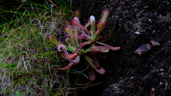 Drosera ericgreenii
