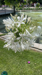Agapanthus praecox
