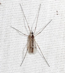 Teucholabis complexa