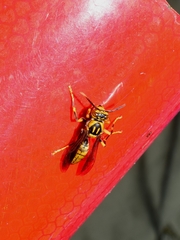 Polistes jokahamae
