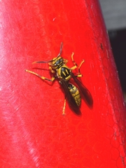 Polistes jokahamae