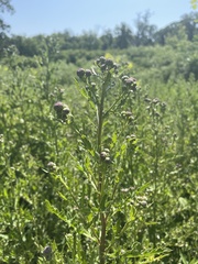 Cirsium arvense