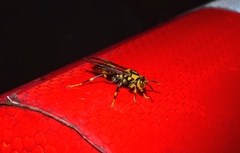 Polistes jokahamae