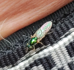 Cephalochrysa canadensis