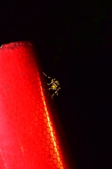 Polistes jokahamae