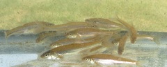 Notropis dorsalis