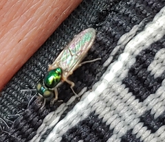 Cephalochrysa canadensis