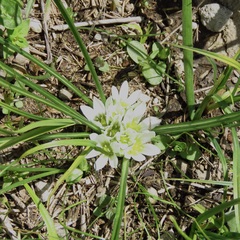 Ornithogalum sigmoideum