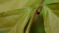 Eoscarta assimilis