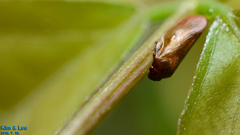 Eoscarta assimilis