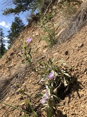 Penstemon eriantherus