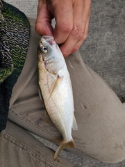 Genyonemus lineatus