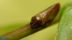 Eoscarta assimilis
