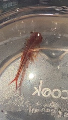 Eubranchipus vernalis