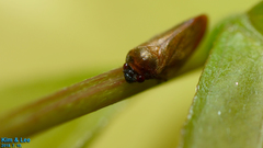 Eoscarta assimilis