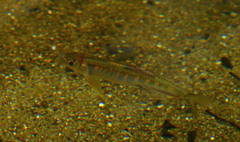 Opsariichthys evolans