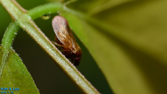 Eoscarta assimilis