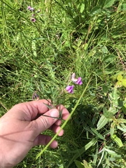 Lathyrus linifolius