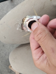 Genyonemus lineatus