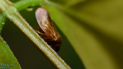 Eoscarta assimilis