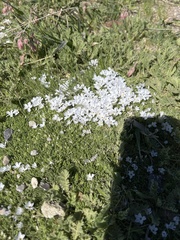 Phlox condensata