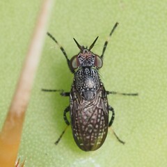 Stictomyia