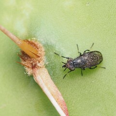 Stictomyia