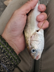 Genyonemus lineatus