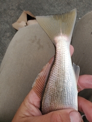 Genyonemus lineatus