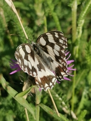 Melanargia galathea