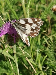 Melanargia galathea