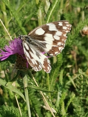 Melanargia galathea