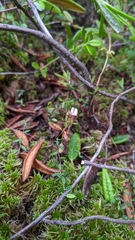 Vaccinium microcarpum