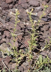 Penstemon deustus deustus